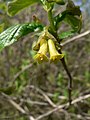 Lonicera involucrata