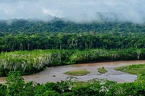 Tropischer Regenwald im Nationalpark Madidi in Bolivien