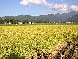 Rizsföld Japán Niigata tartományában