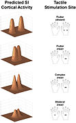 Model of predicted SI cortical activity in response to specific conditions of tactile stimulation.JPEG