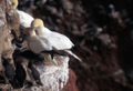 Morus bassanus, Northern Gannet