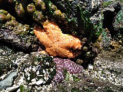 Ochre sea start and green anemone.jpg