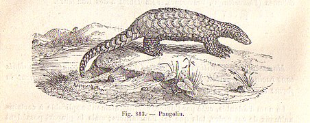 Pangolin, Traité de zoologie médicale et agricole de Railliet en 1895 (Manis)[15].