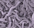 Image 65Pelagibacter ubique of the SAR11 clade is the most abundant bacteria in the ocean and plays a major role in the global carbon cycle. (from Marine prokaryotes)