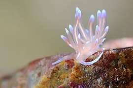 Phyllodesmium opalescens