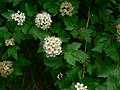 Physocarpus capitatus