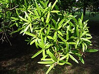 Podocarpus polystachys, bladeren