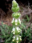 SIDERITIS HIRSUTA - AGUDA - IB-273 (Herba de la feridura).JPG