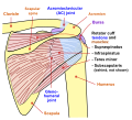 Dijagram ramenskog zgloba čovjeka