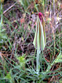 Tragopogon porrifolius flower head Dehesa Boyal de Puertollano, Spain