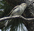 Male of Rocky Mountain subspecies, V. g. brewsteri, sometimes considered part of a separate species, V. swainsonii.