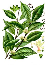 Willughbeia coriacea Wall.