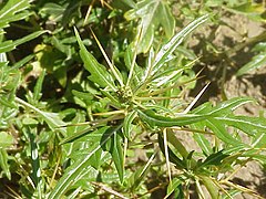 Xanthium spinosum0.jpg