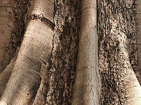 Bark of Parkia timoriana
