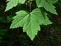 Acer glabrum