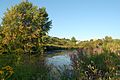 The Little River in Cambridge's Alewife Brook Reservation