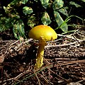 Mushroom in Algonquin Park