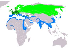 Global range. Bright green: summer only Dark green: all year Blue: winter only