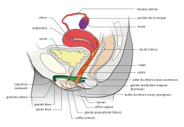 Anatomie vue de côté.