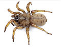 October 30: Aptostichus stephencolberti, a trapdoor spider