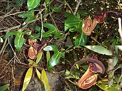 Aristolochia macroura poster Uruguay.jpg