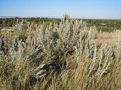 Artemisia cana (5018426406).jpg