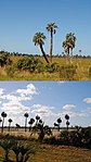 A grove near Laguna Negra, Palmares de Castillos, Rocha Department, Uruguay.