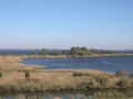 Image 28Tidal wetlands of the Chesapeake Bay, the largest estuary in the nation and the largest water feature in Maryland (from Maryland)