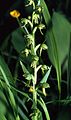 Coeloglossum viride Blütenstand (Fränkische Alb)