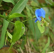 Commelina, flor zigomórfica, de simetría bilateral.