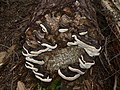 Fomitopsis pinicola