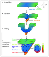 Neurale buisvorming bij een embryo van de muis met dak- en vloerplaat