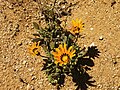 Gazania heterochaeta Goegap NR, Namakuland, Shimoliy Keyp, Janubiy Afrika