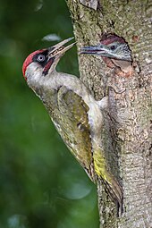 Oiseau adulte posé sur l'écorce d'un arbre, le bec plein de nourriture. À proximité, un jeune oiseau sort la tête d'un trou dans le tronc.