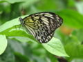 Paper Kite butterfly