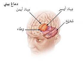 الدماغ البيني