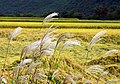 한국어: 안동의 억새풀 English: Reed