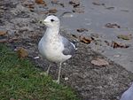 Common gull (non-breeding plumage)