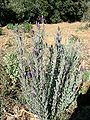 Lavandula stoechas.