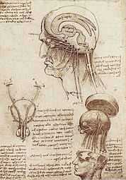 Darstellungen der Lage des Gehirns im Schädel und Innervierung von Gesicht und Rückenmark, Blatt Weimar, um 1507