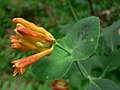 Lonicera ciliosa