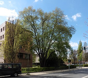 Sommerlinde Unistraße 48