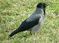 Hooded crow