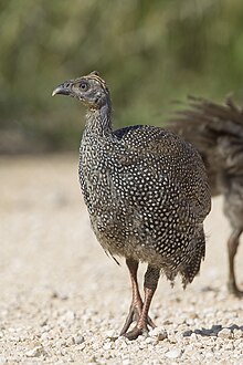 Numida meleagris (Etosha, 2011).jpg