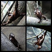 Orangutan (4806705572).jpg