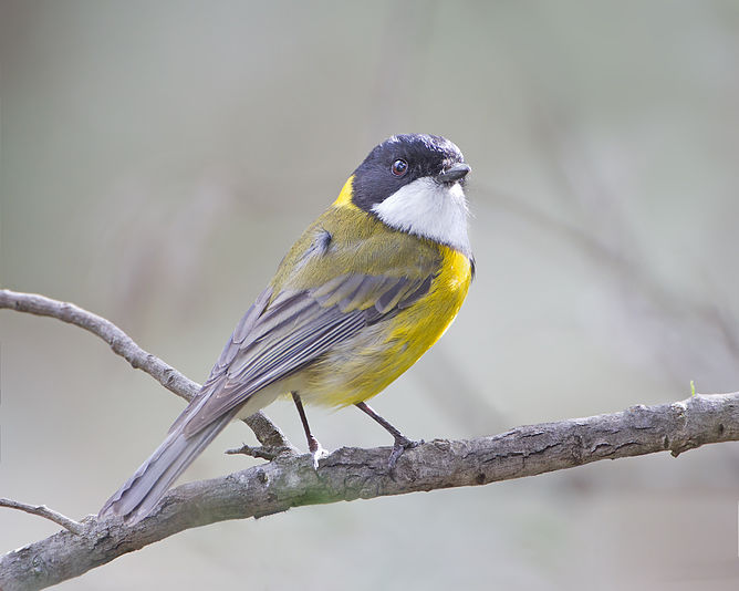 Australian Golden Whistler