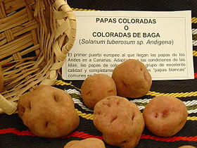 Cultivar papas coloradas de las Islas Canarias, España