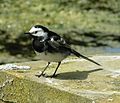 Pied Wagtail front view