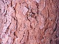 Bark, Portimão (Portugal)