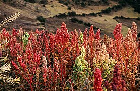 Chenopodium quinoa Quinua